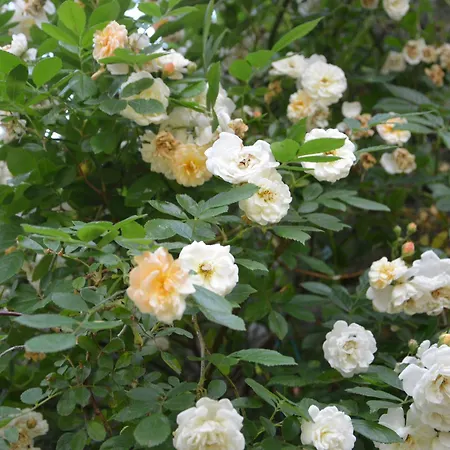 Charmante Maison En Granit Pres De - Fr-1-582-134 Ferienhaus