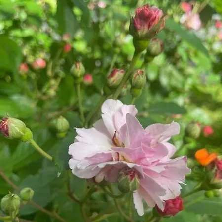 Charmante Maison En Granit Pres De - Fr-1-582-134 Tence